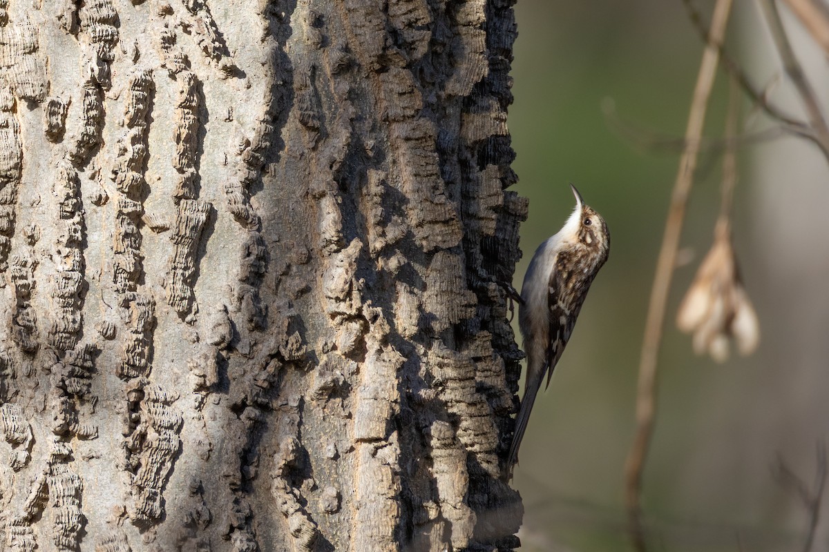 Brown Creeper - ML644673658