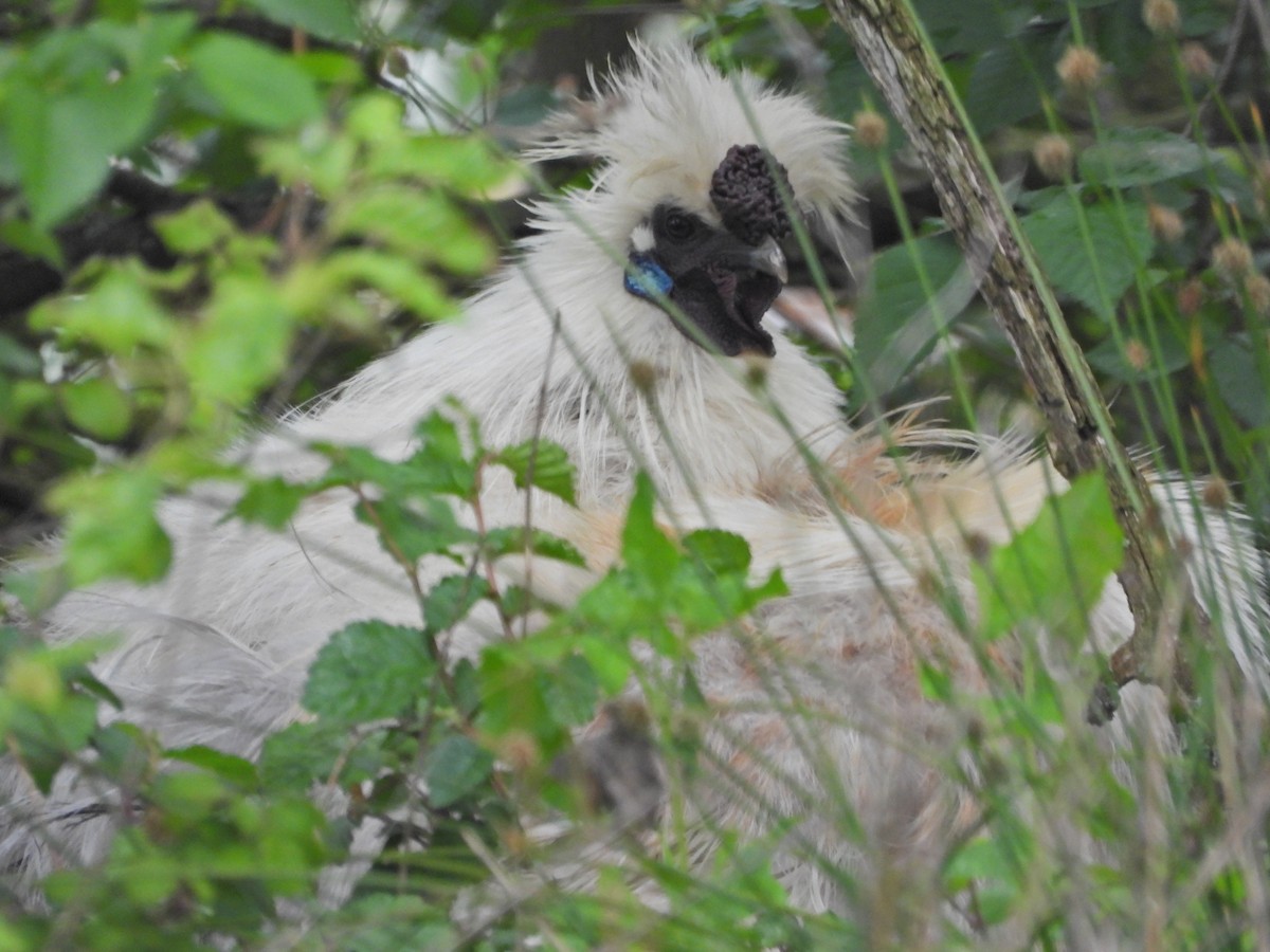Red Junglefowl (Domestic type) - ML644673660