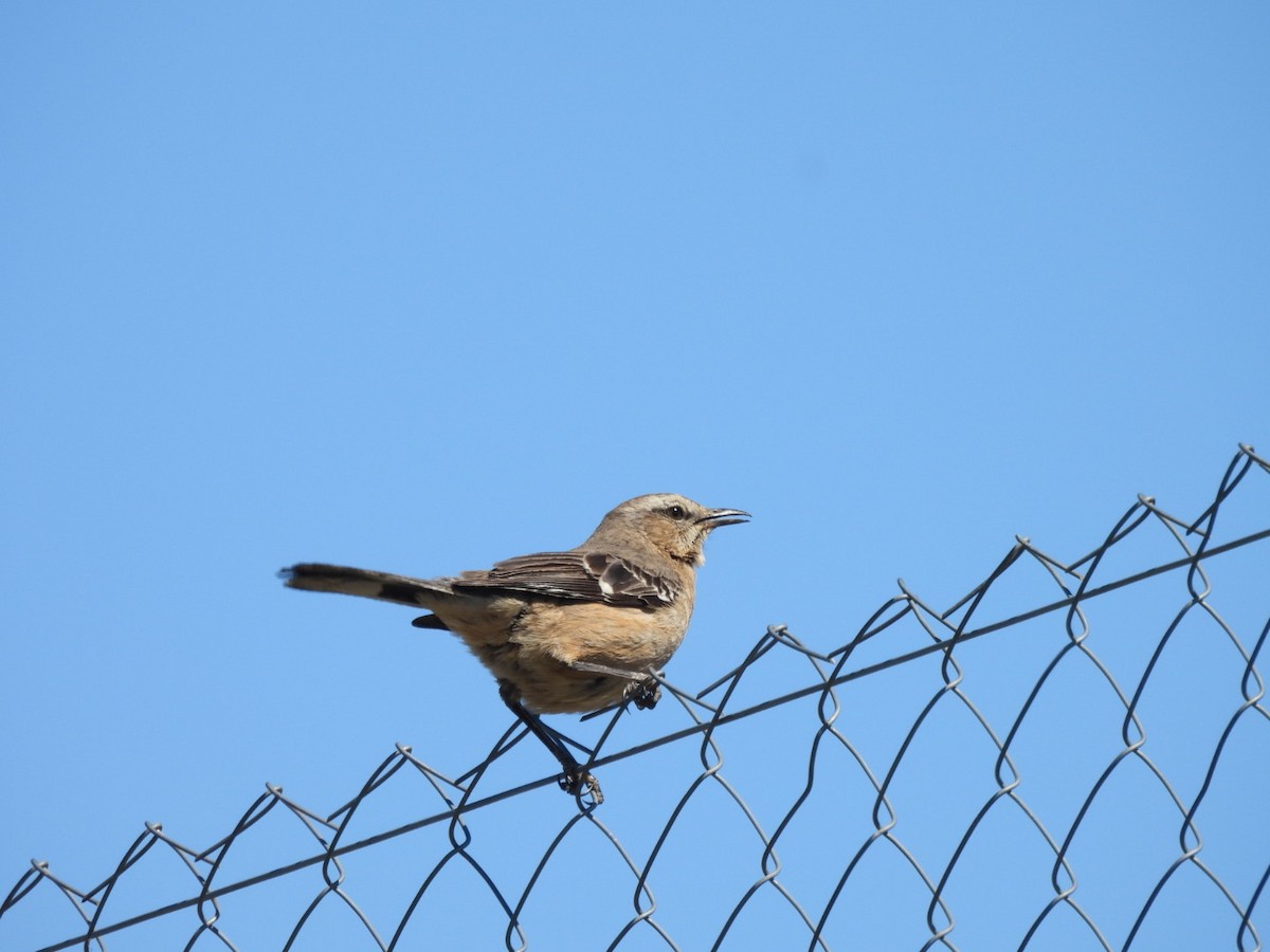 Patagonya Taklitçisi - ML644673661