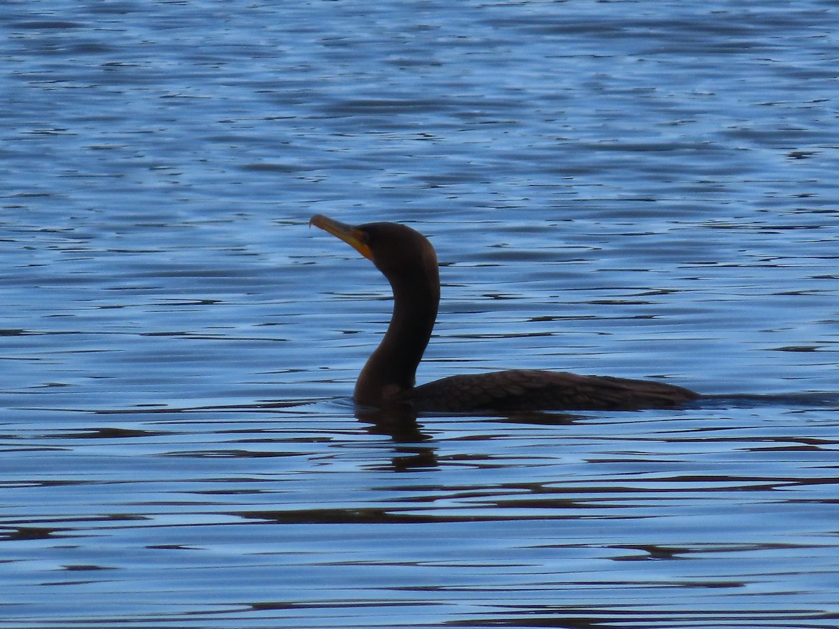 Double-crested Cormorant - ML644673662
