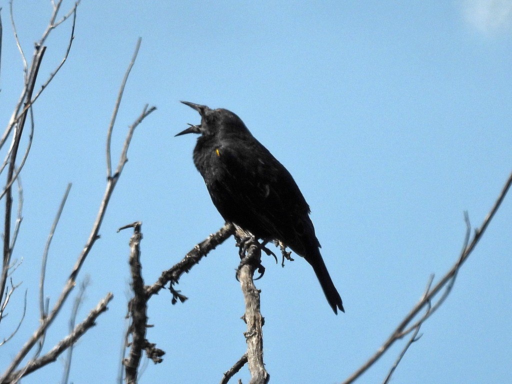 Yellow-winged Blackbird - ML644673663