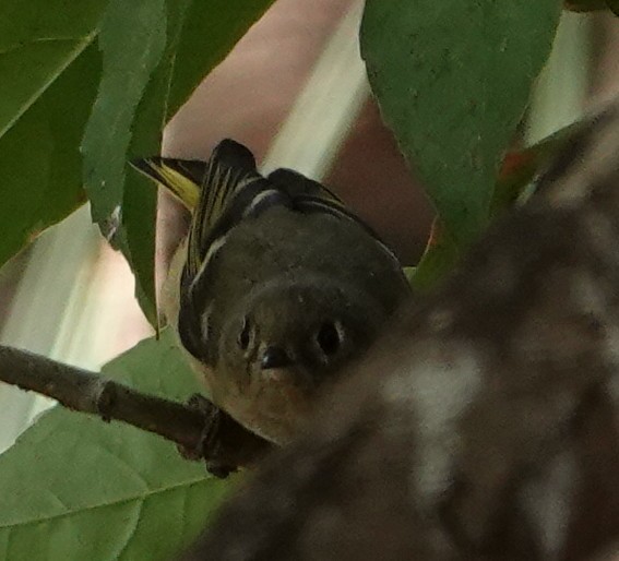 Ruby-crowned Kinglet - ML644673664