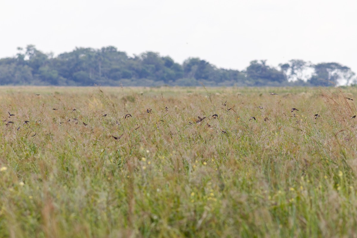 Golondrina Risquera - ML644673666