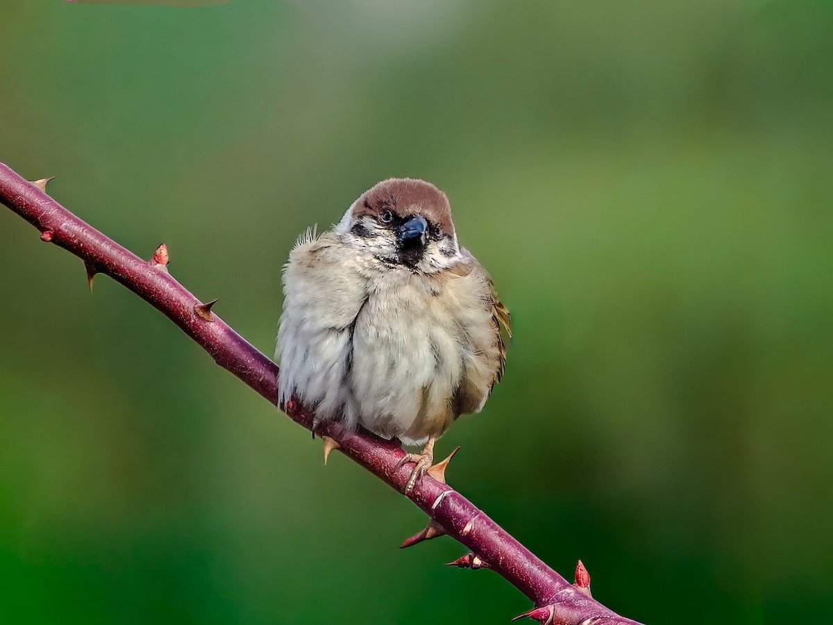 Passera mattugia - ML644673667