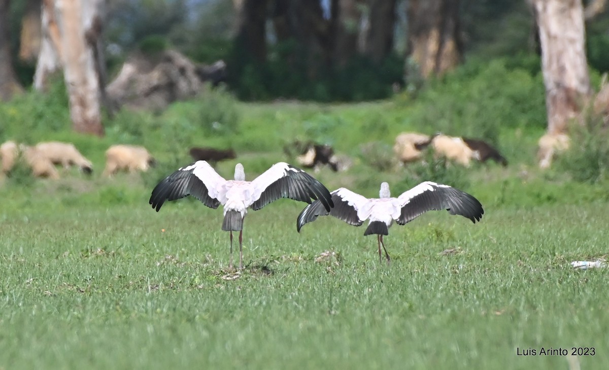 Tántalo Africano - ML644673668