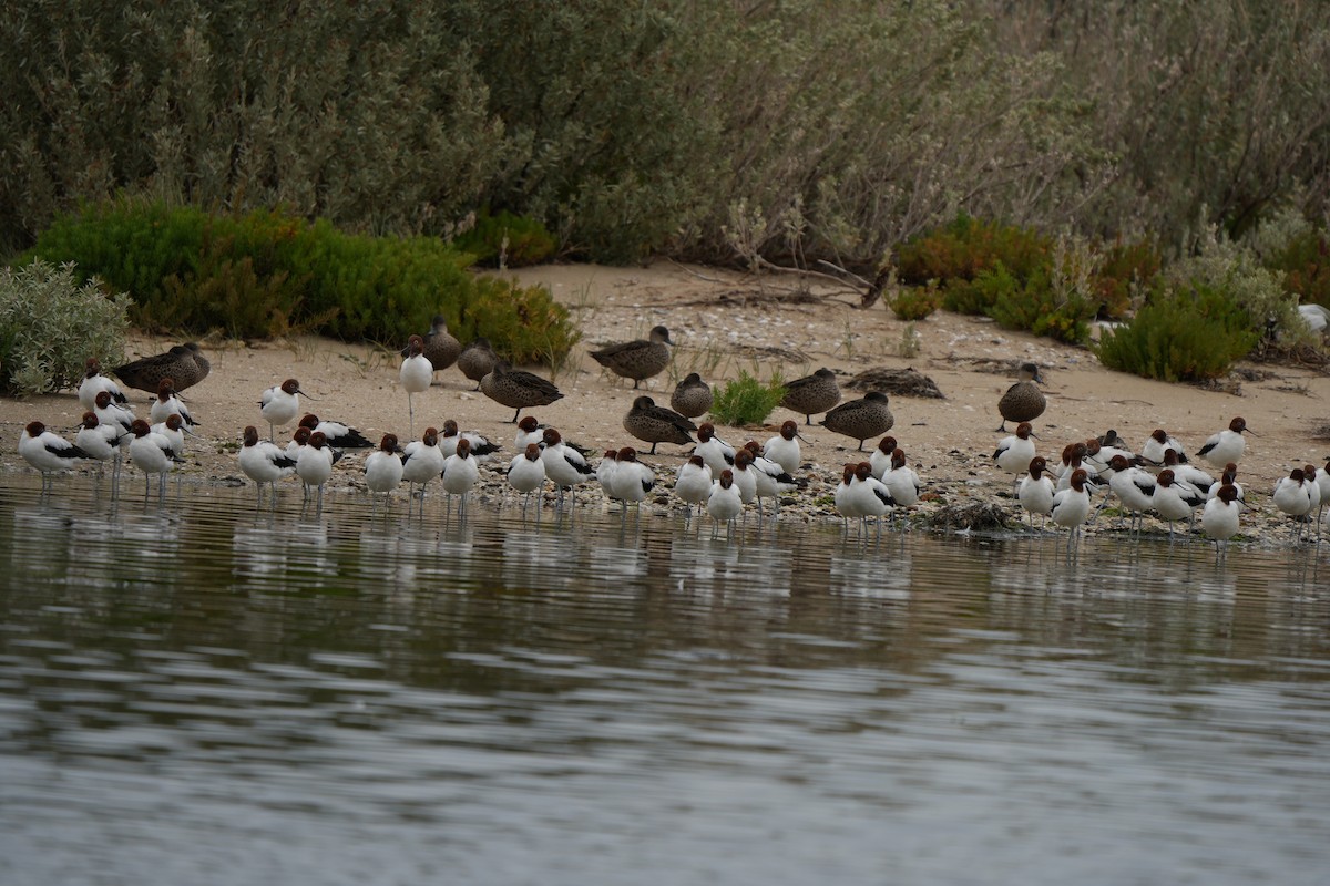 Red-necked Avocet - ML644673675