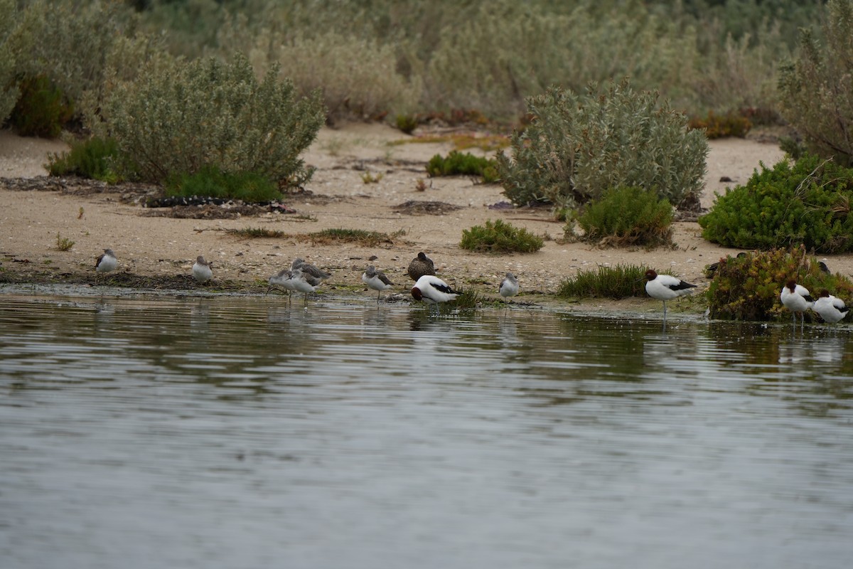 Red-necked Avocet - ML644673676