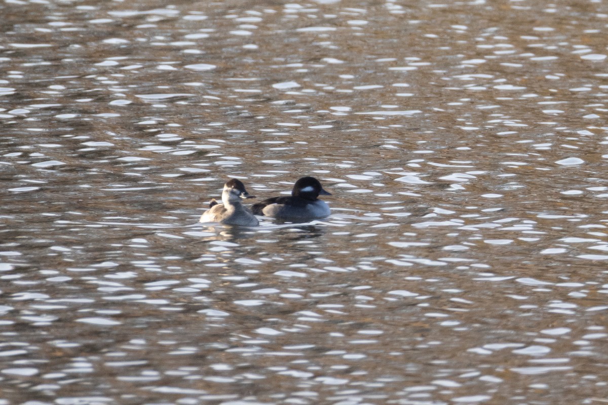 Савка американська - ML644673682