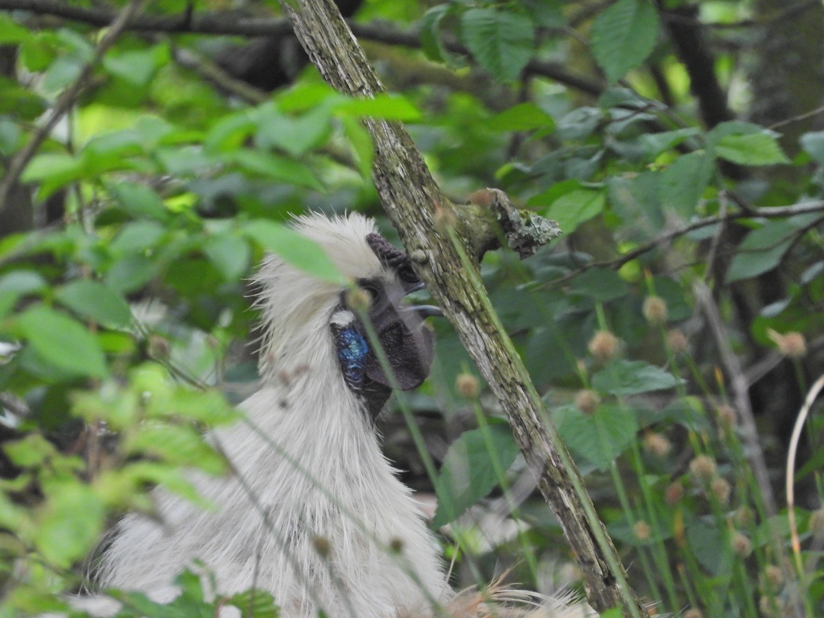 Red Junglefowl (Domestic type) - ML644673685