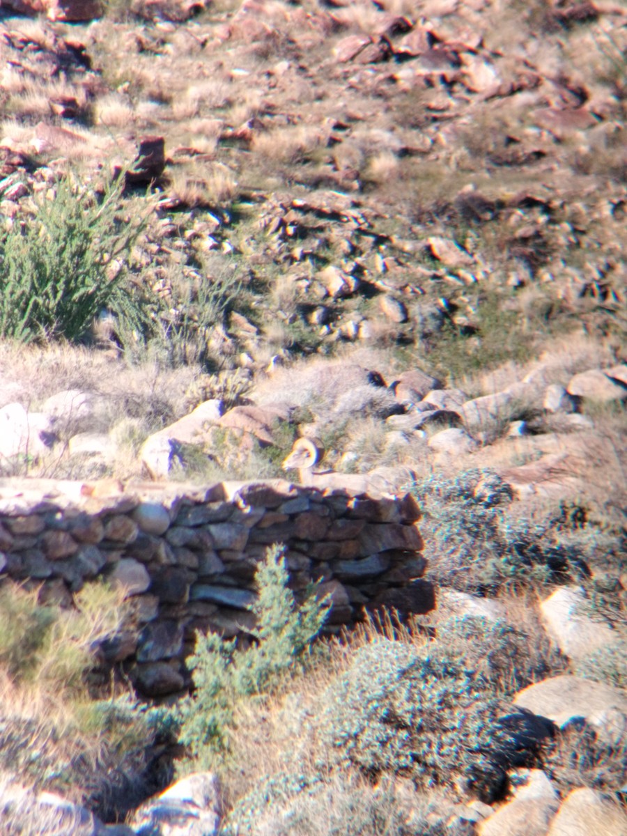 Desert Bighorn Sheep - ML644673690