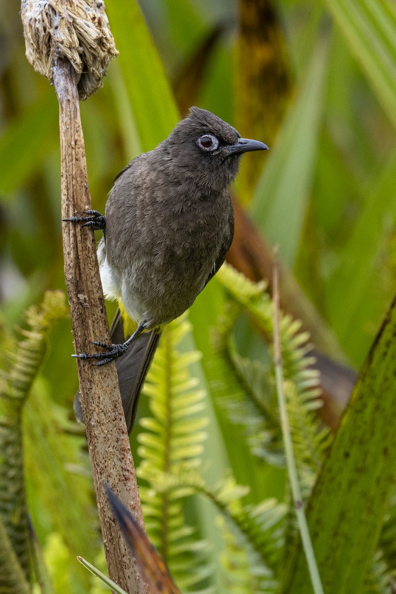 Bulbul du Cap - ML644673692