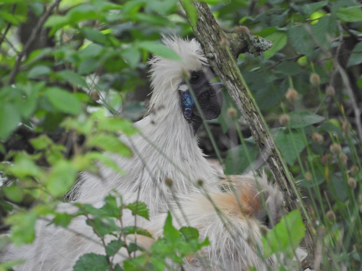 Red Junglefowl (Domestic type) - ML644673693