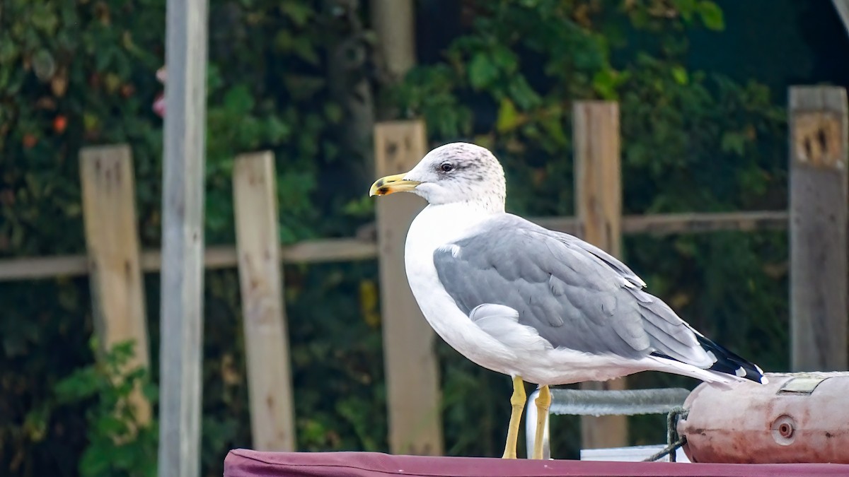 Armenian Gull - ML644673695