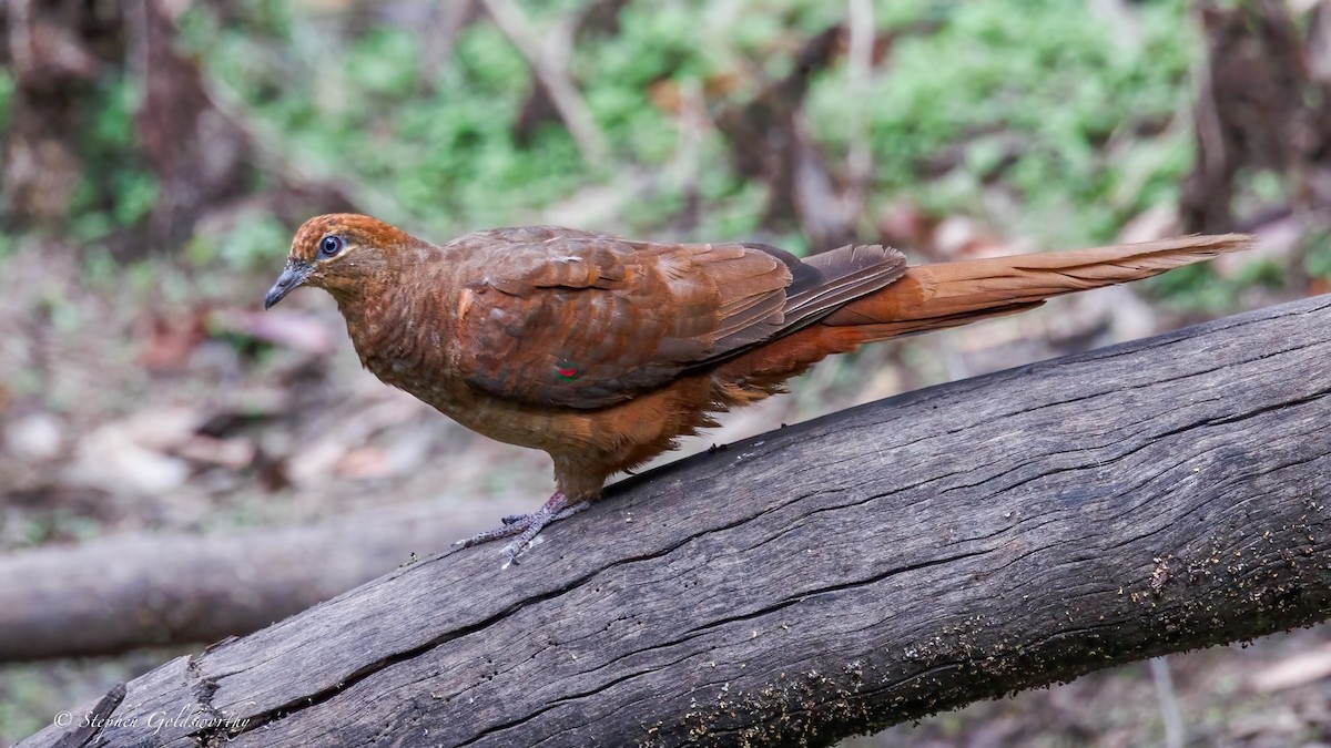 Brown Cuckoo-Dove - ML644673696