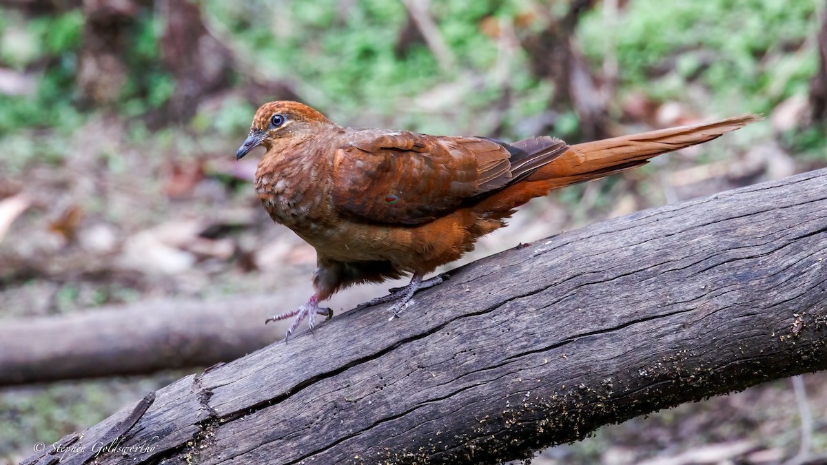 Brown Cuckoo-Dove - ML644673697