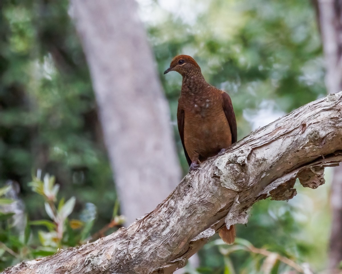 Brown Cuckoo-Dove - ML644673698