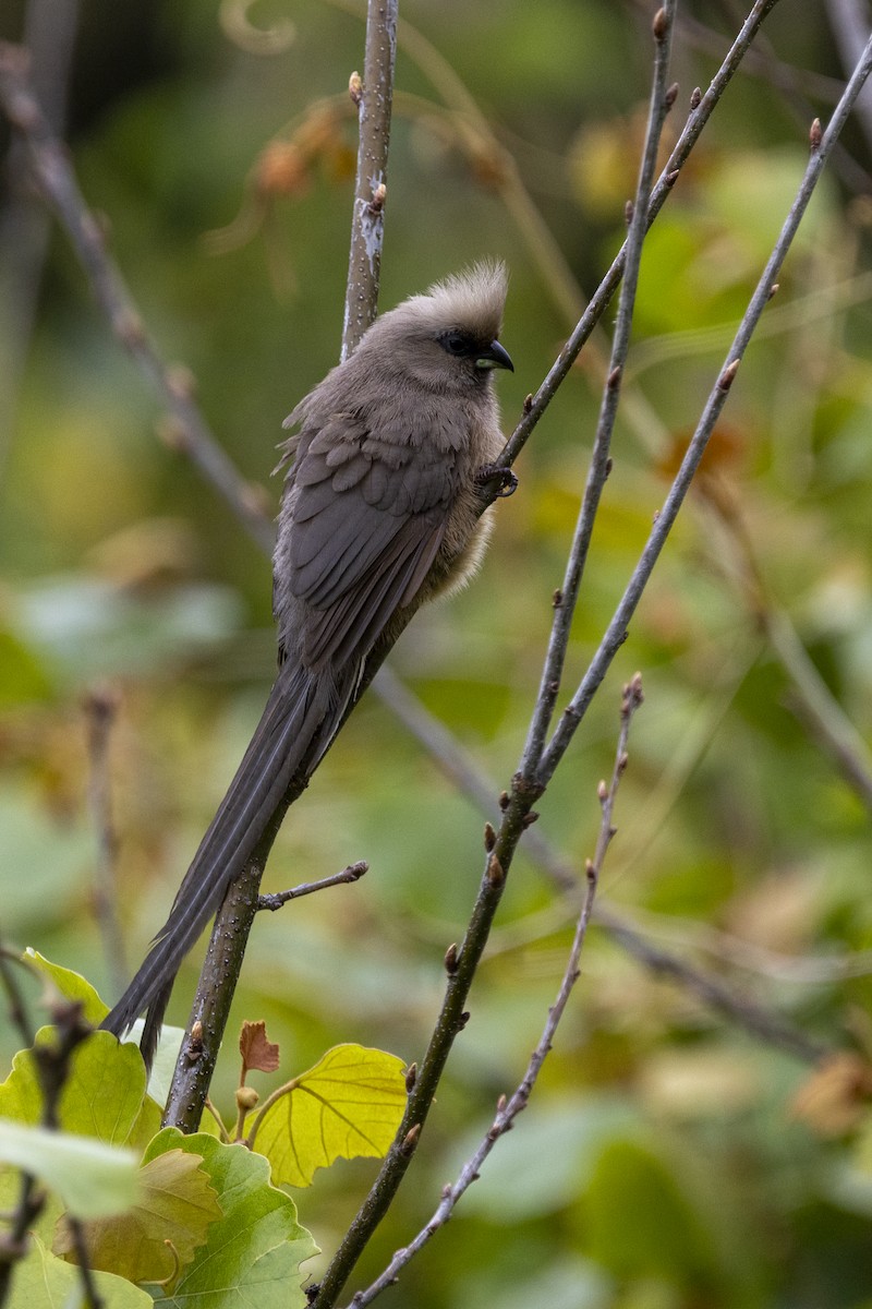 Speckled Mousebird - ML644673700