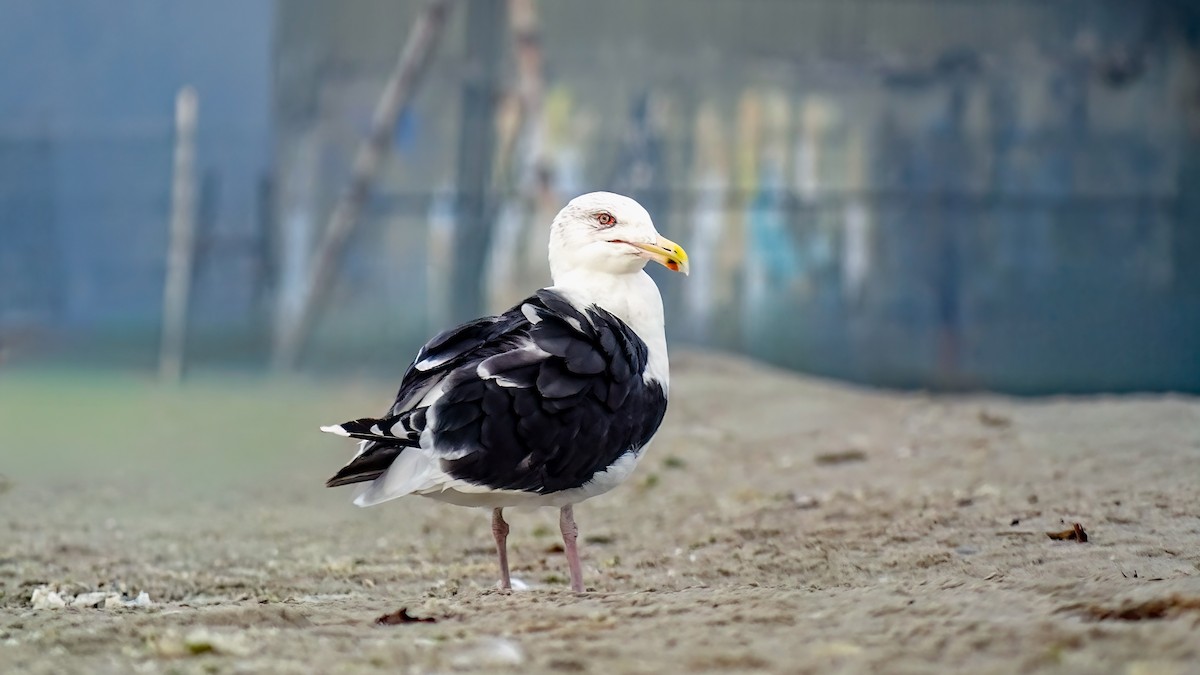 Great Black-backed Gull - ML644673701