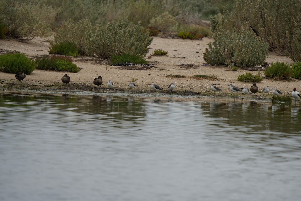Common Greenshank - ML644673703