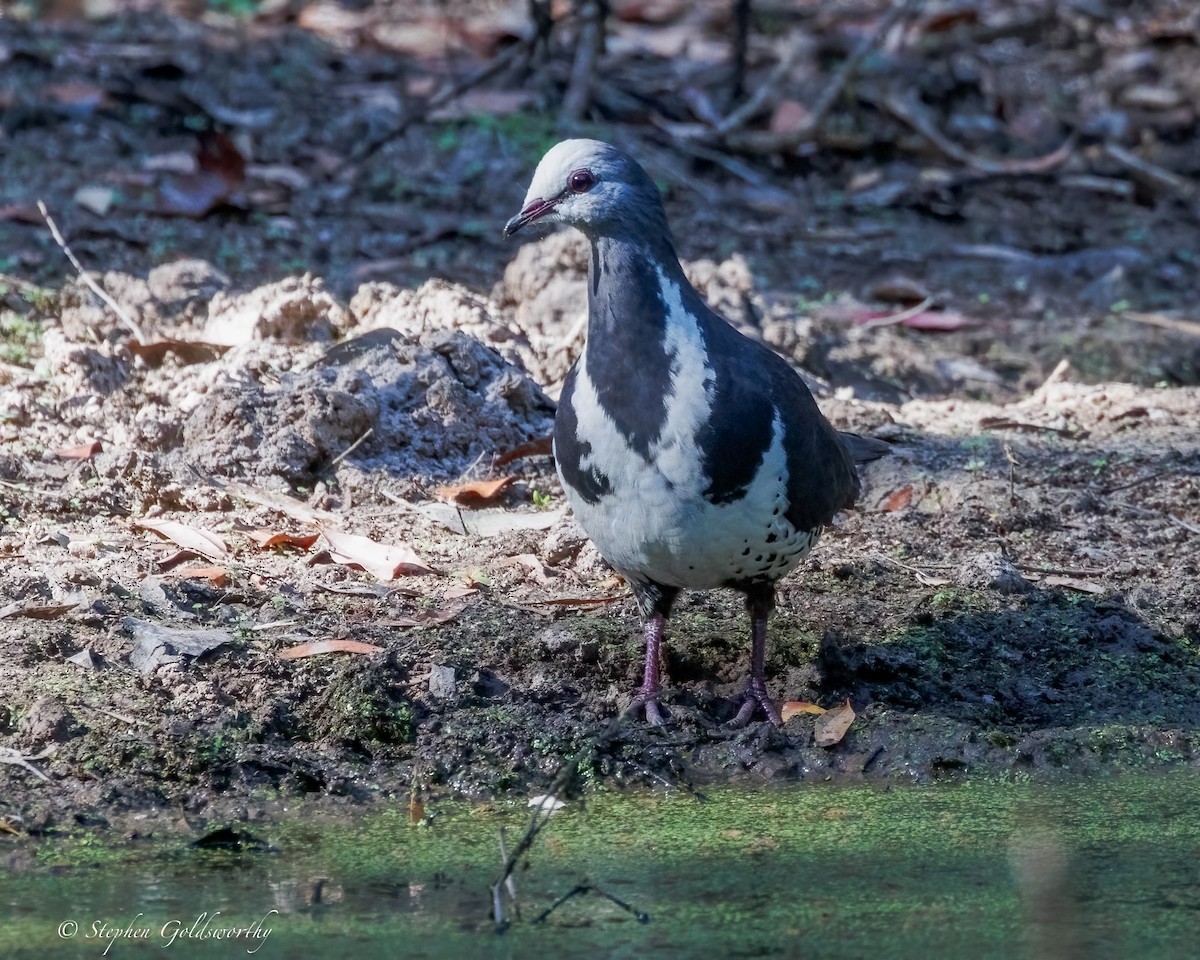 Wonga Pigeon - ML644673705