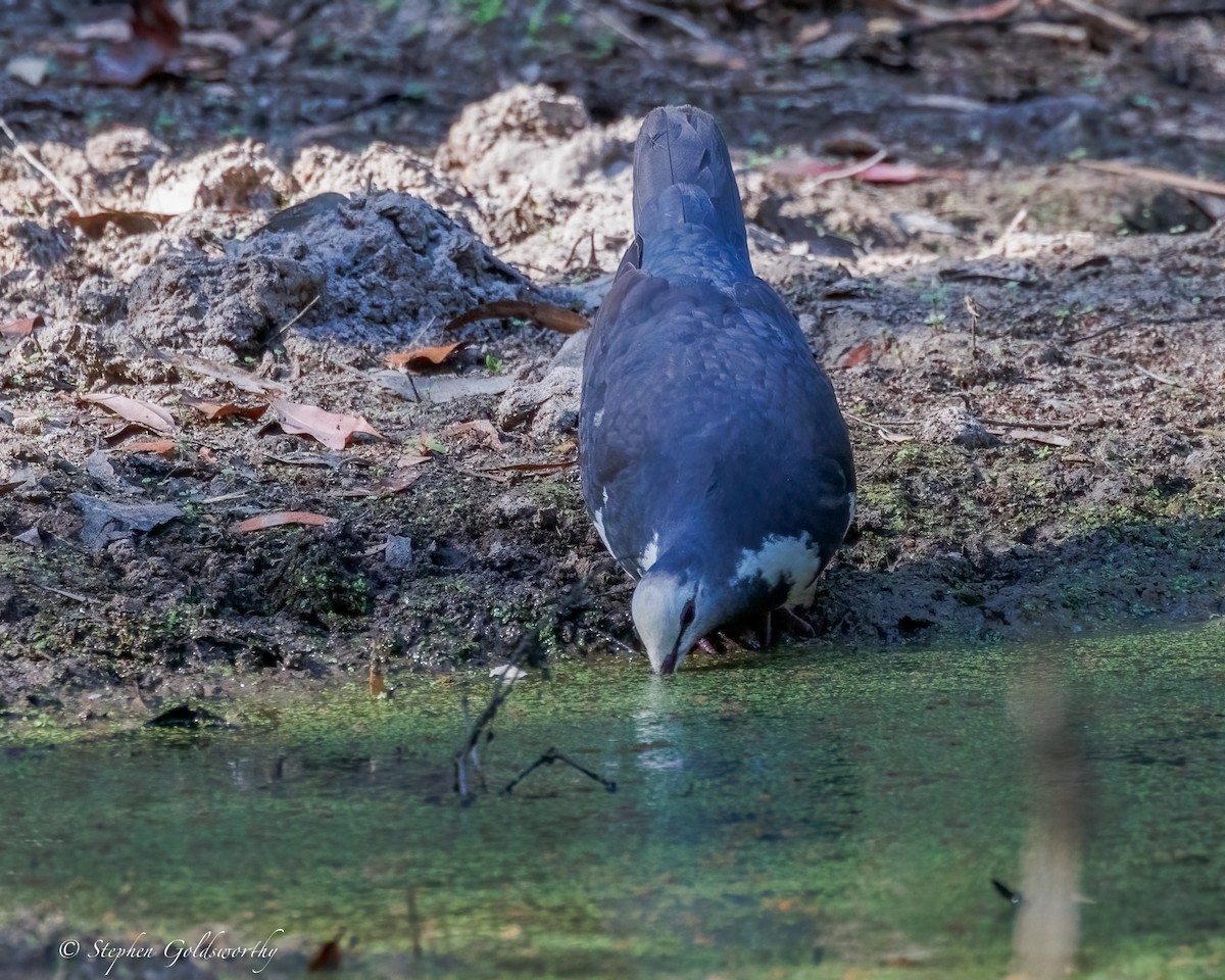 Wonga Pigeon - ML644673707