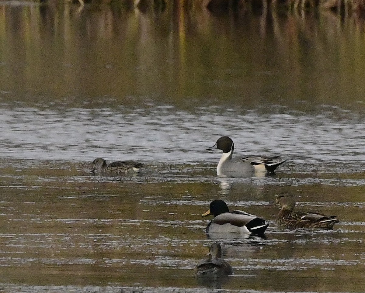 Northern Pintail - ML644673710