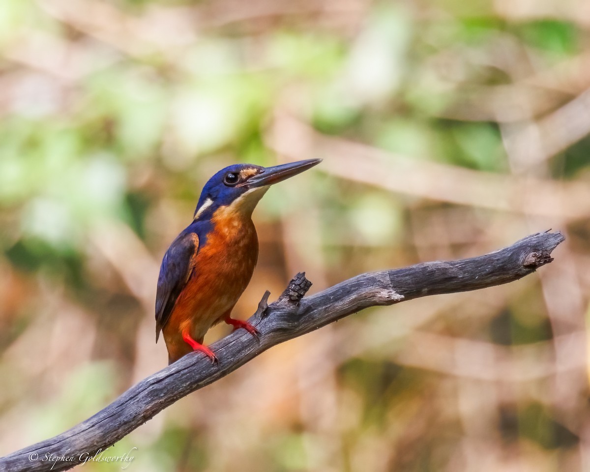 Azure Kingfisher - ML644673711