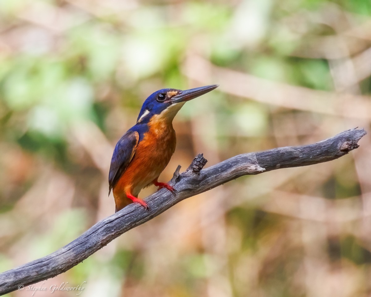 Azure Kingfisher - ML644673712