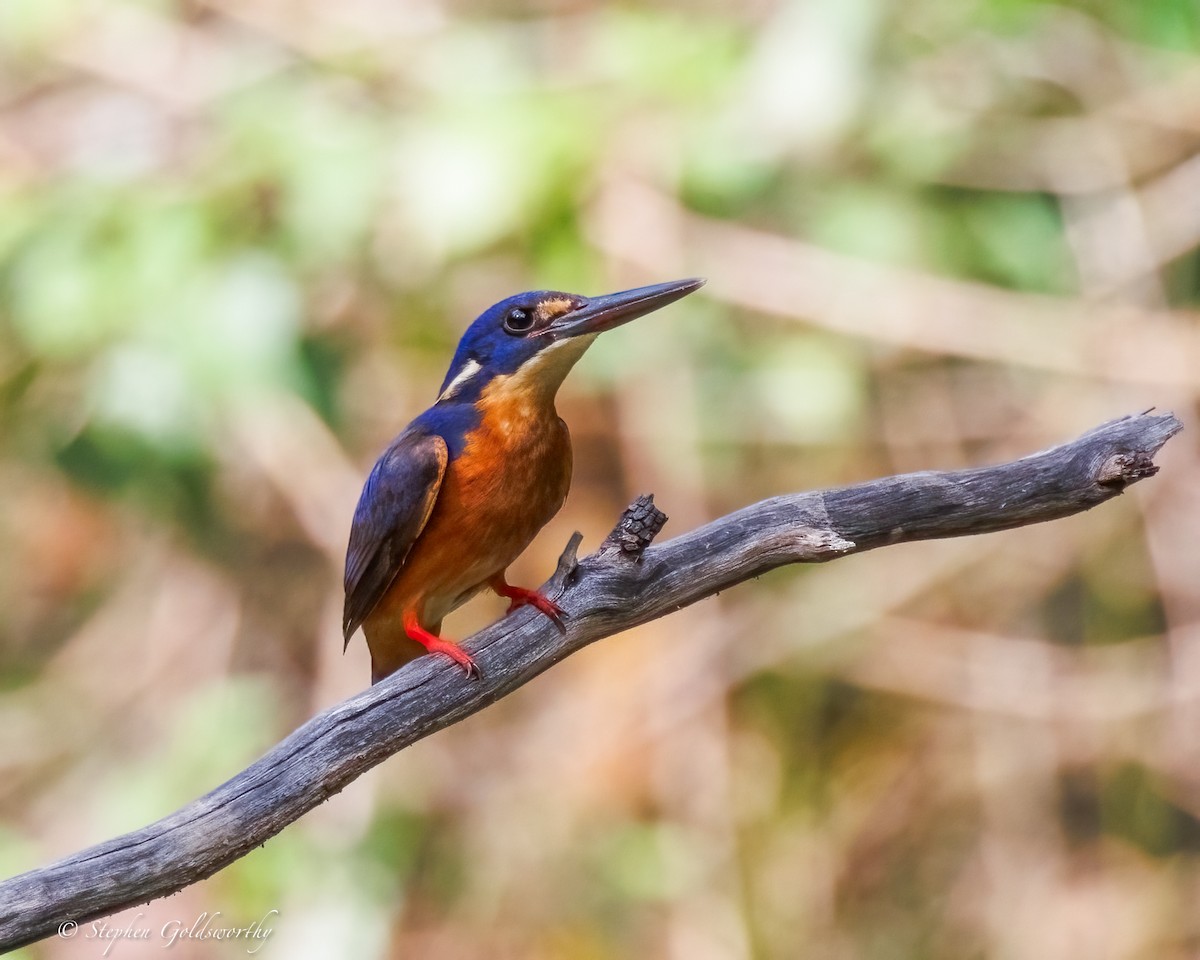 Azure Kingfisher - ML644673713
