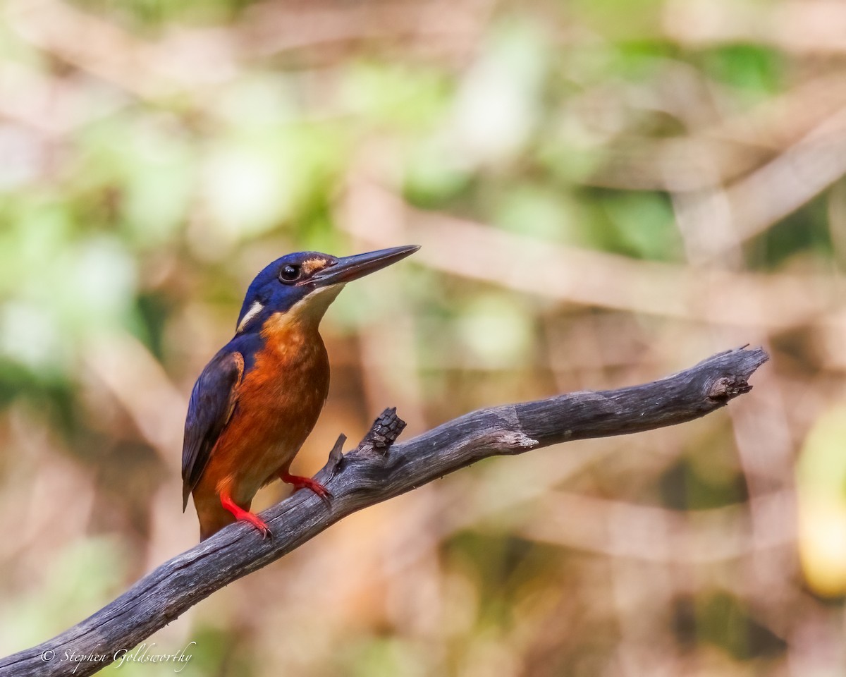 Azure Kingfisher - ML644673714