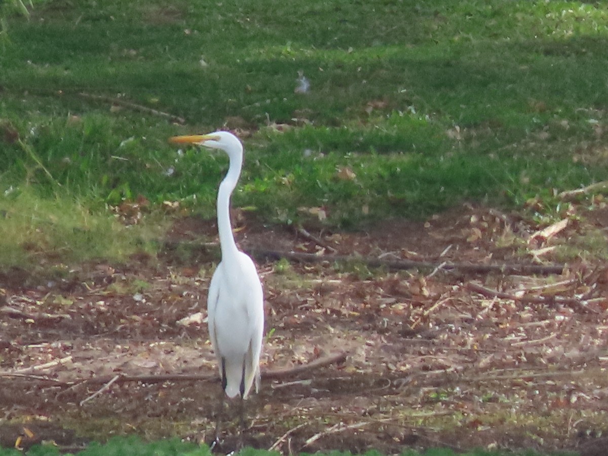Great Egret - ML644673717
