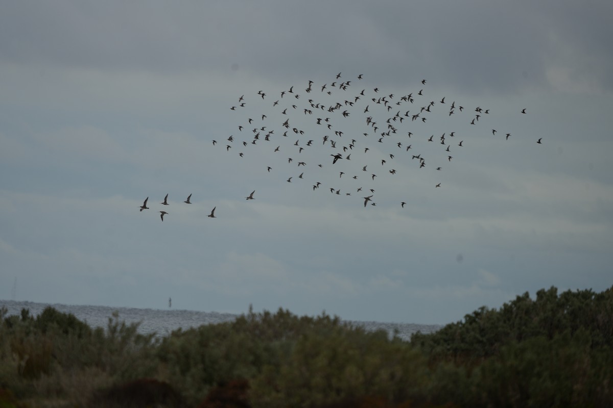 Red-necked Stint - ML644673718