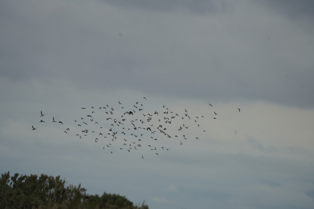 Red-necked Stint - ML644673719