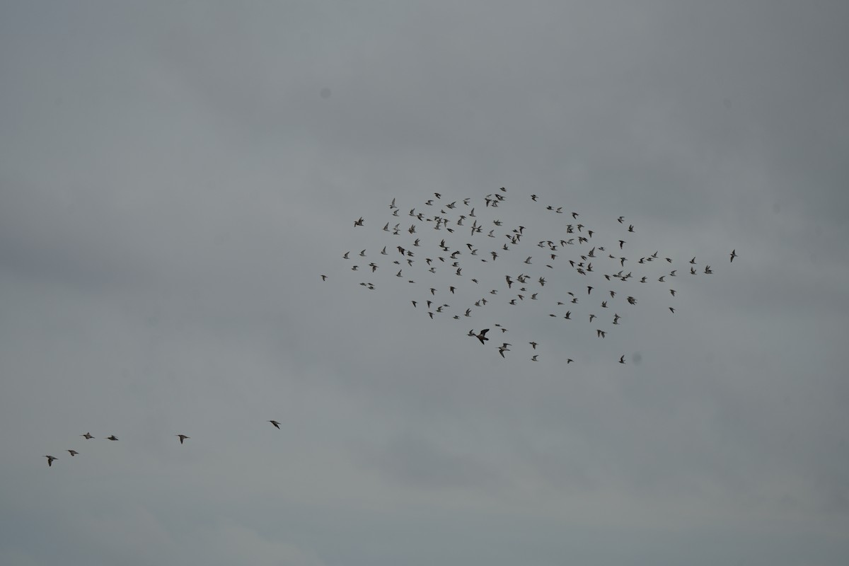 Red-necked Stint - ML644673720