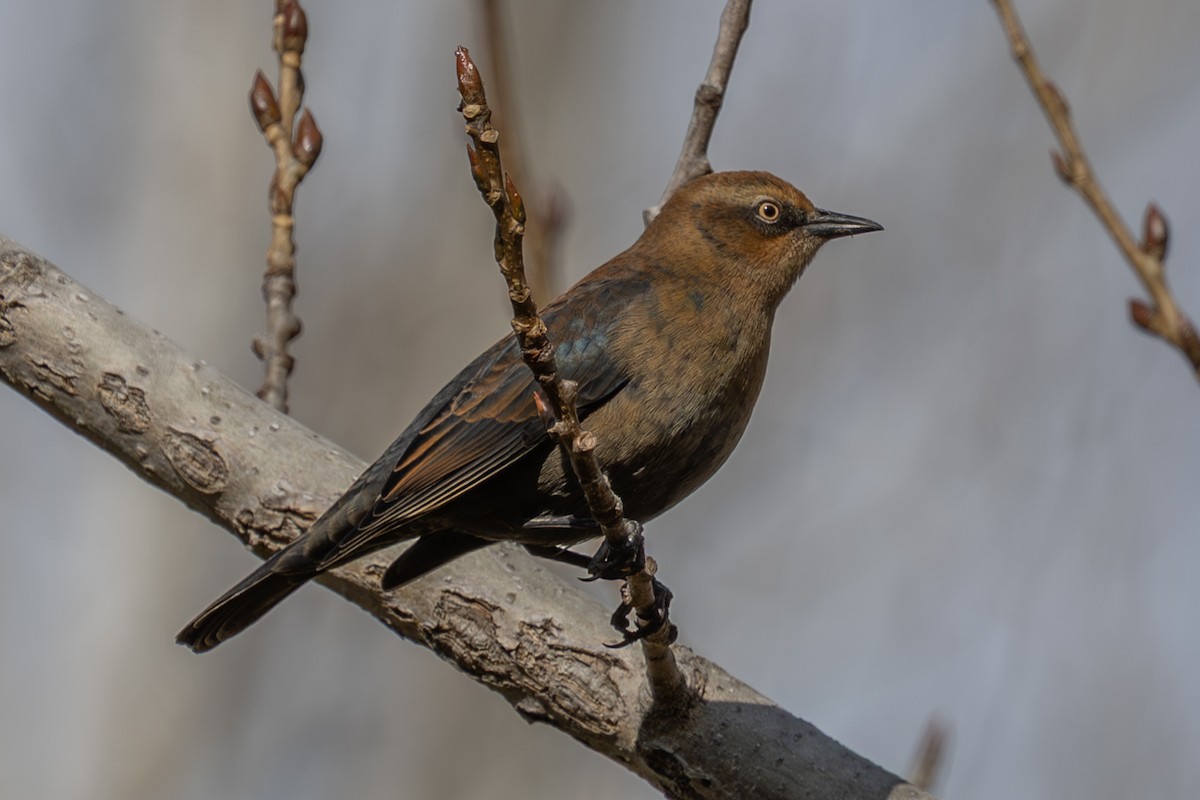 Rusty Blackbird - ML644673722