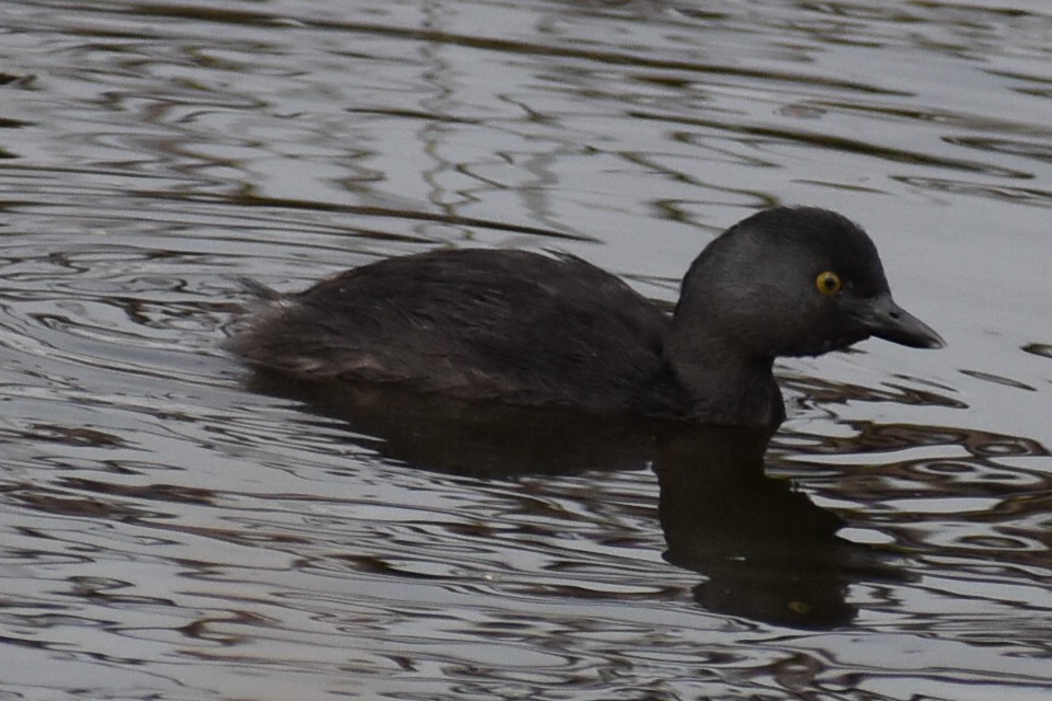 Least Grebe - ML644673723