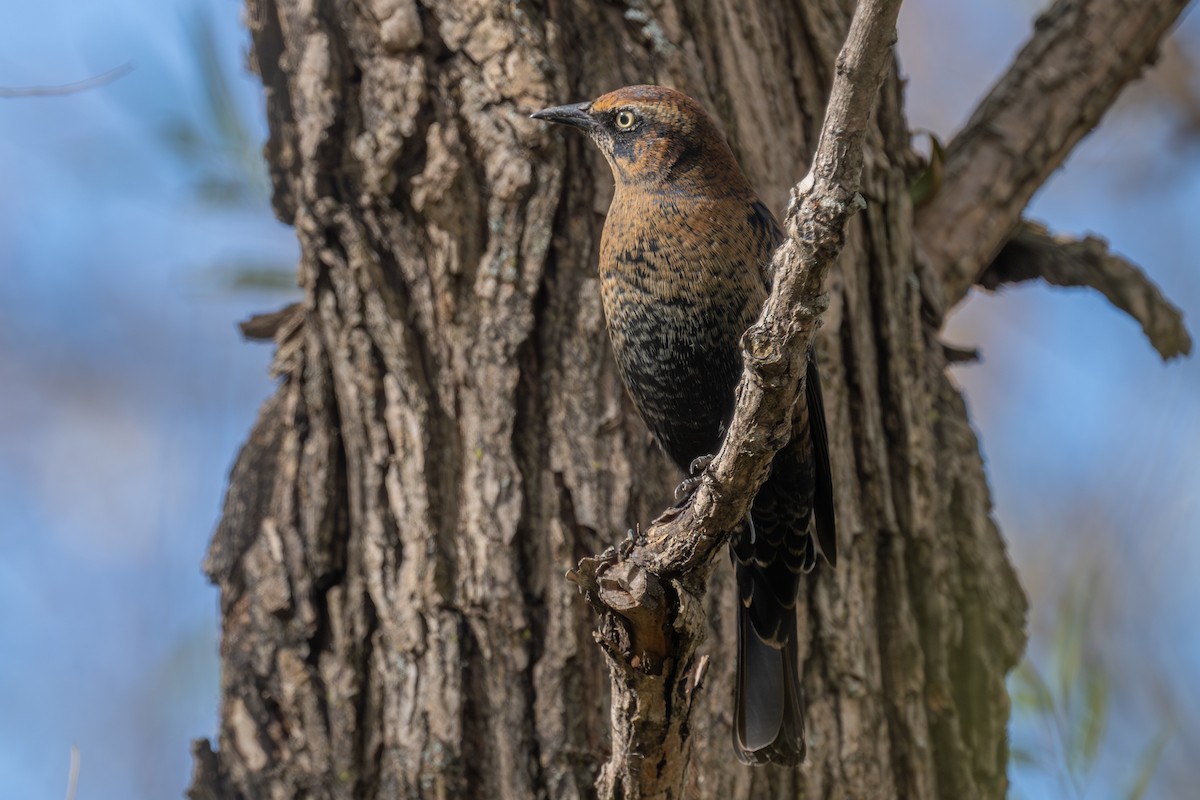 Rusty Blackbird - ML644673724