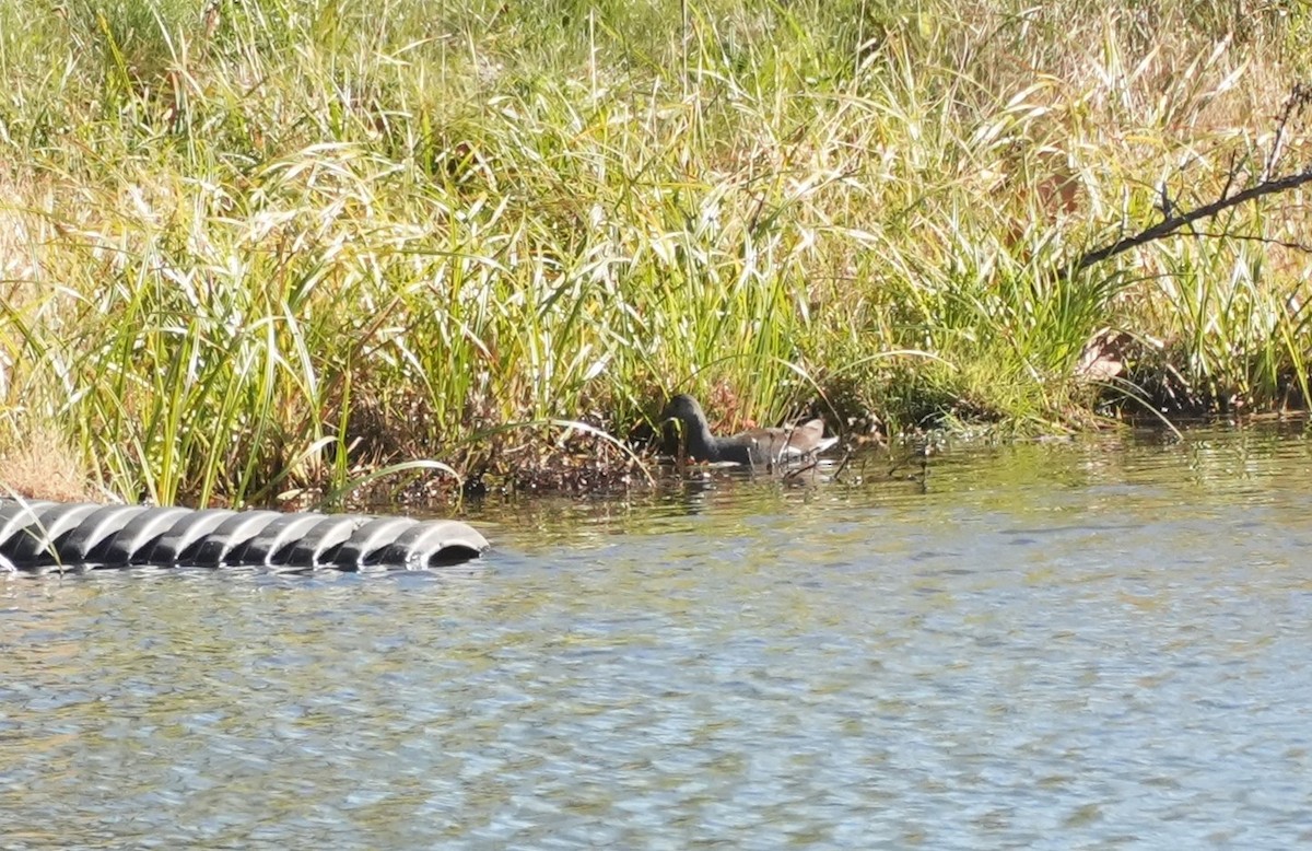 Common Gallinule - ML644673725