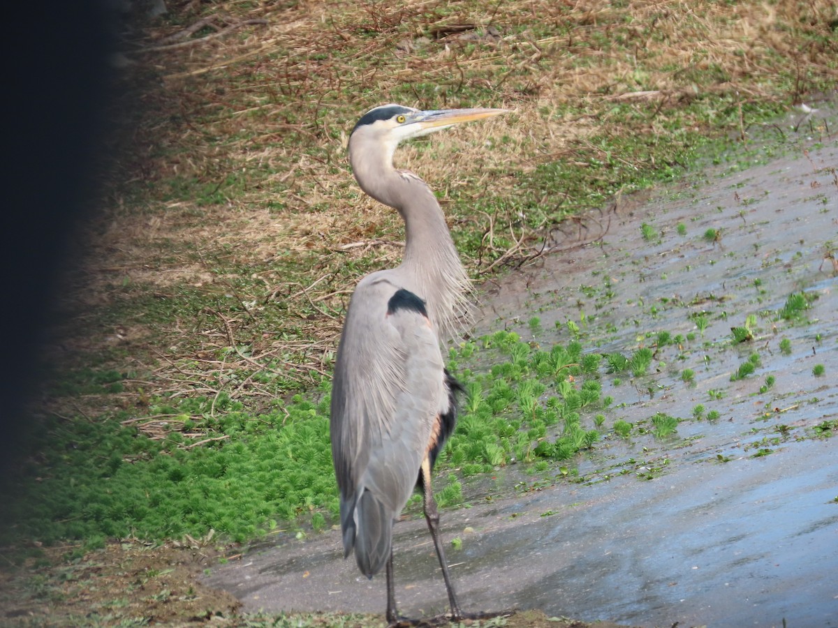 Great Blue Heron - ML644673726