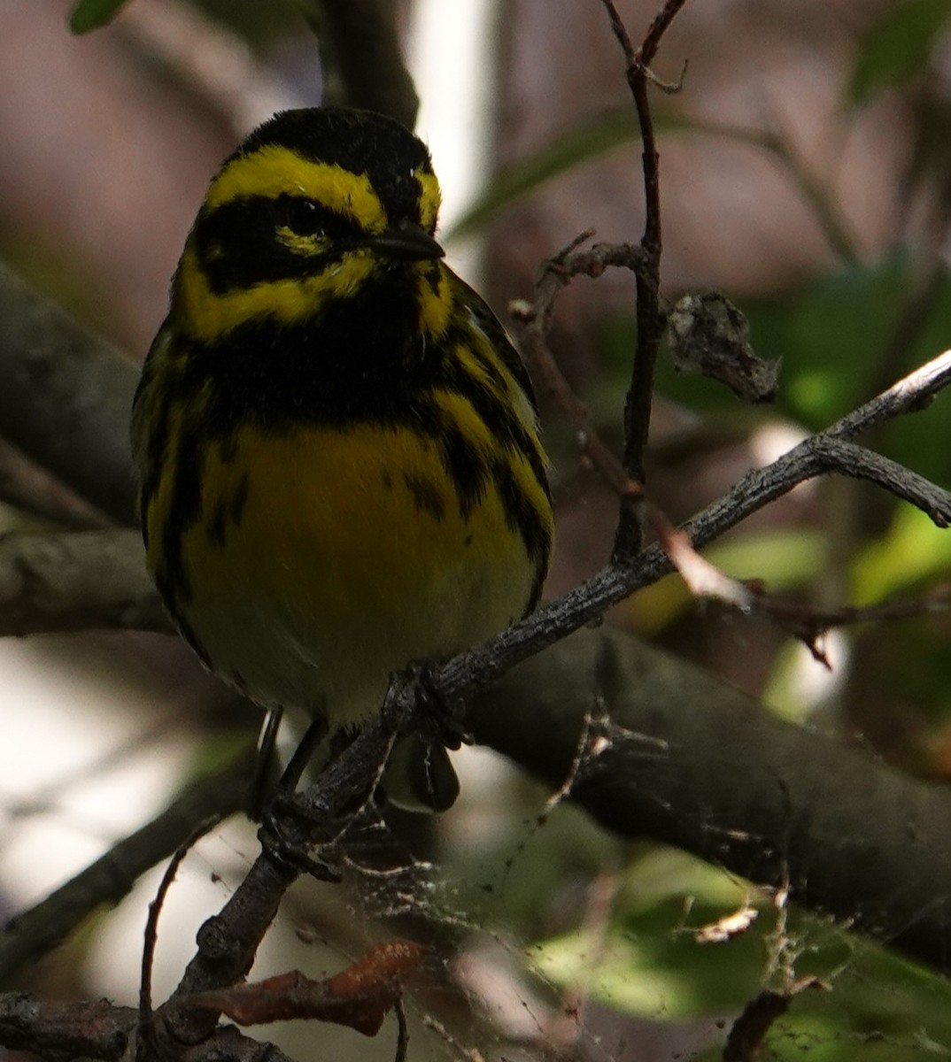 Townsend's Warbler - ML644673727