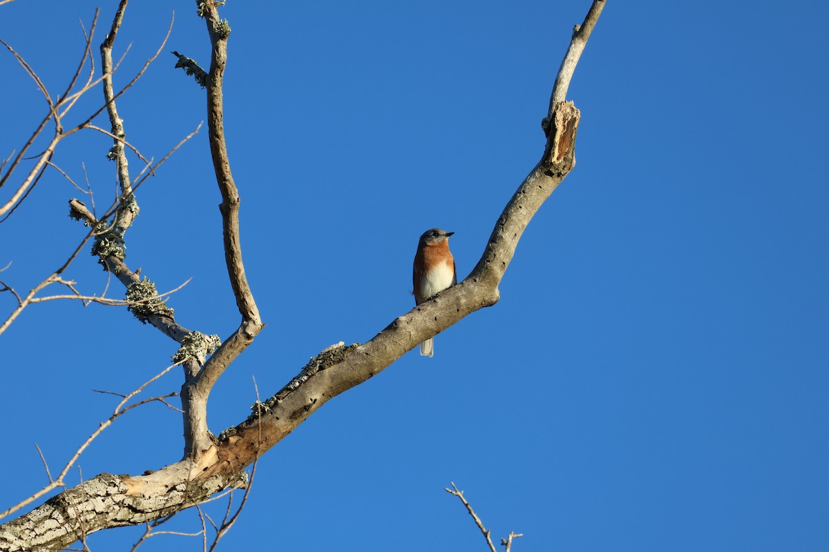 Eastern Bluebird - ML644673728
