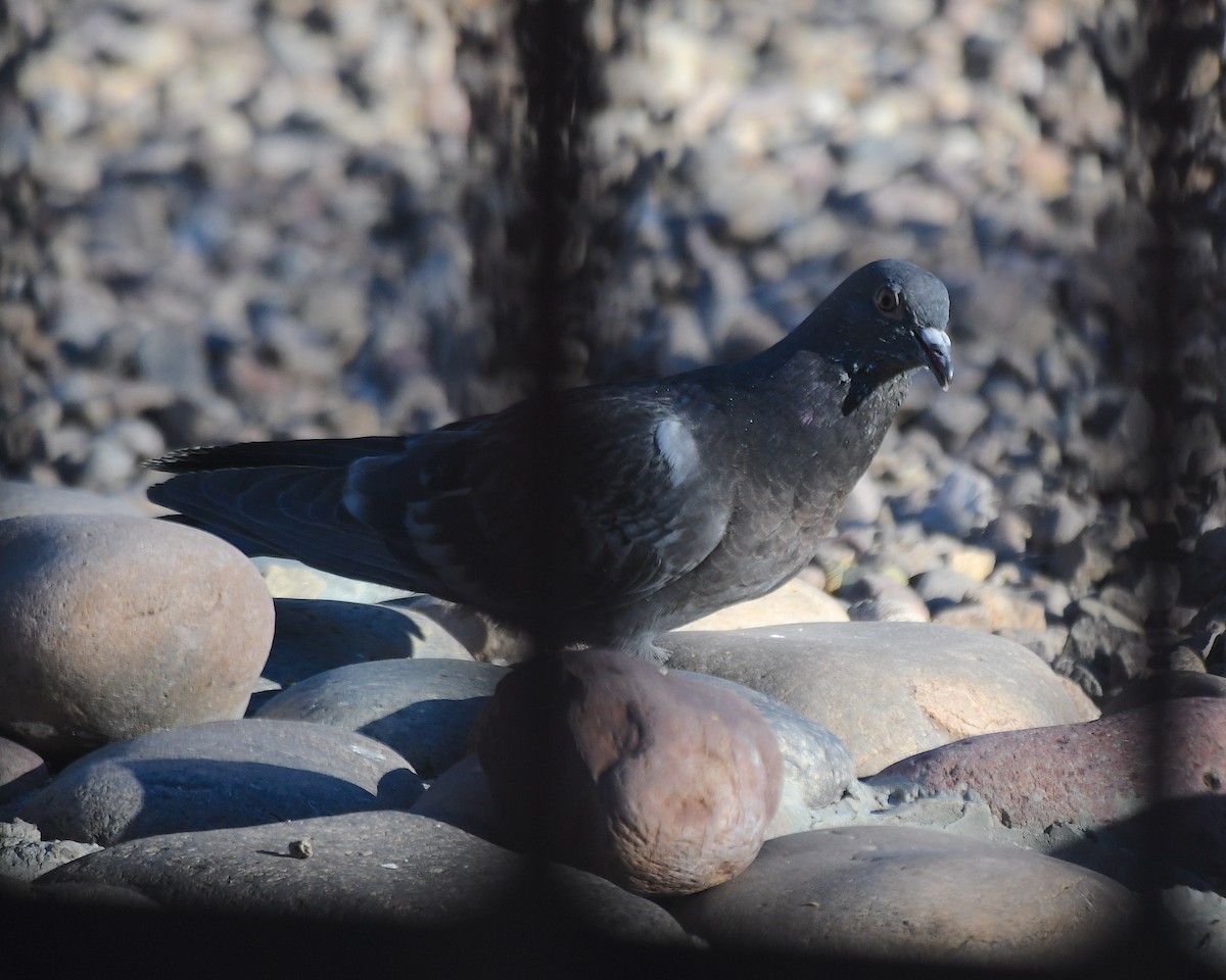 Rock Pigeon (Feral Pigeon) - ML644673734