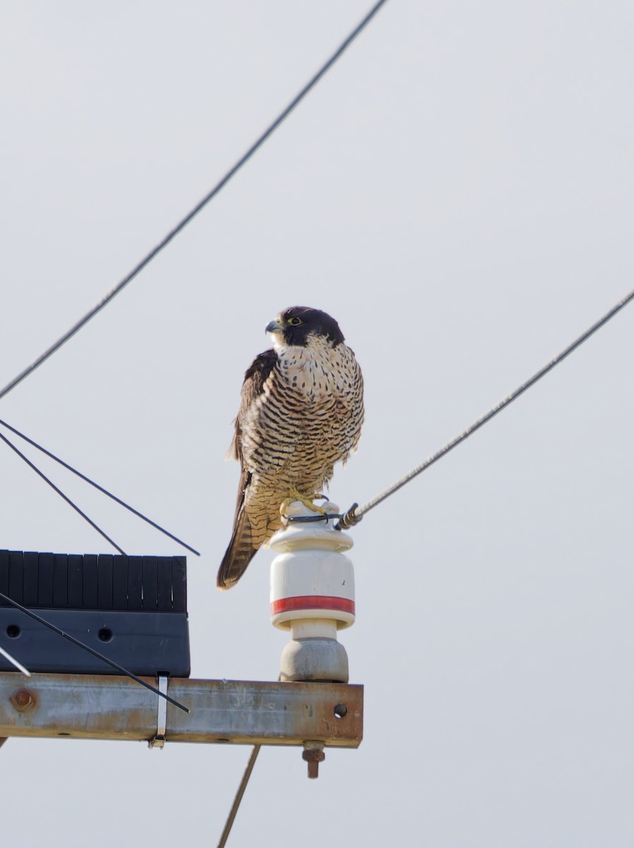 Peregrine Falcon - ML644673735