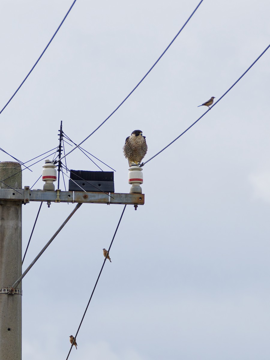 Peregrine Falcon - ML644673737