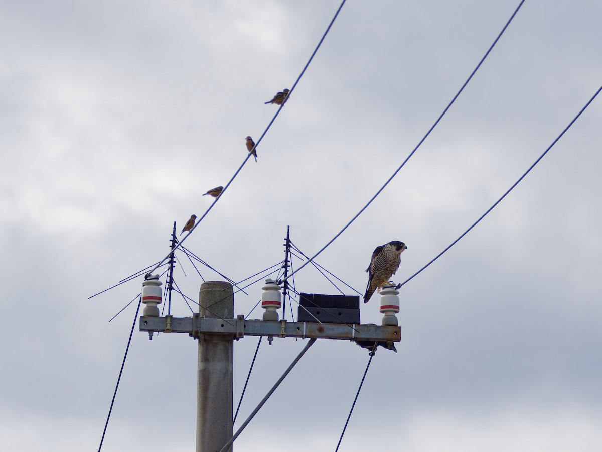 Peregrine Falcon - ML644673738