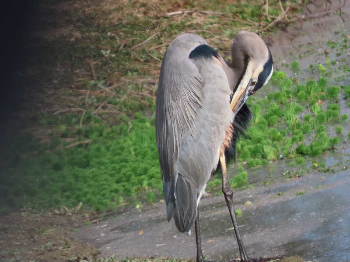 Great Blue Heron - ML644673739