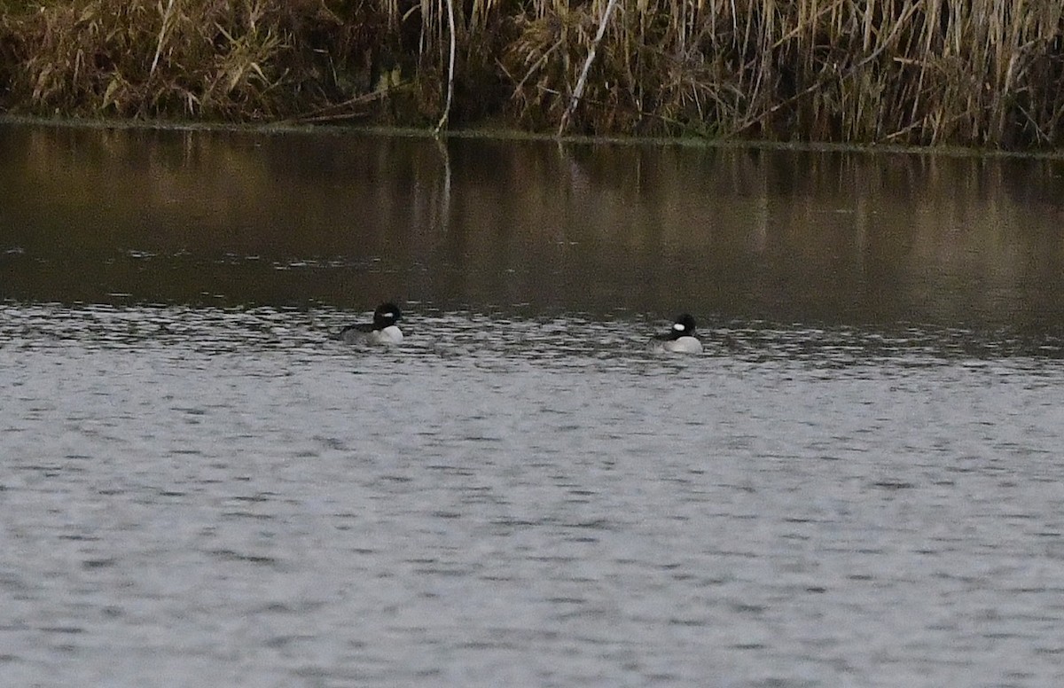 Bufflehead - ML644673740