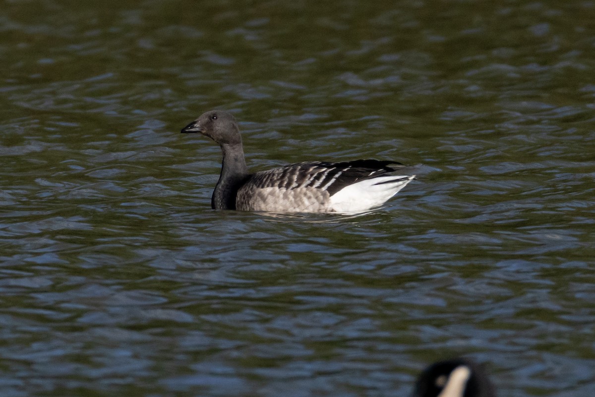 ringgås - ML644673747