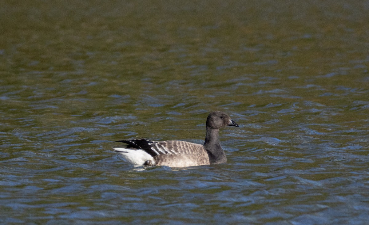 ringgås - ML644673748