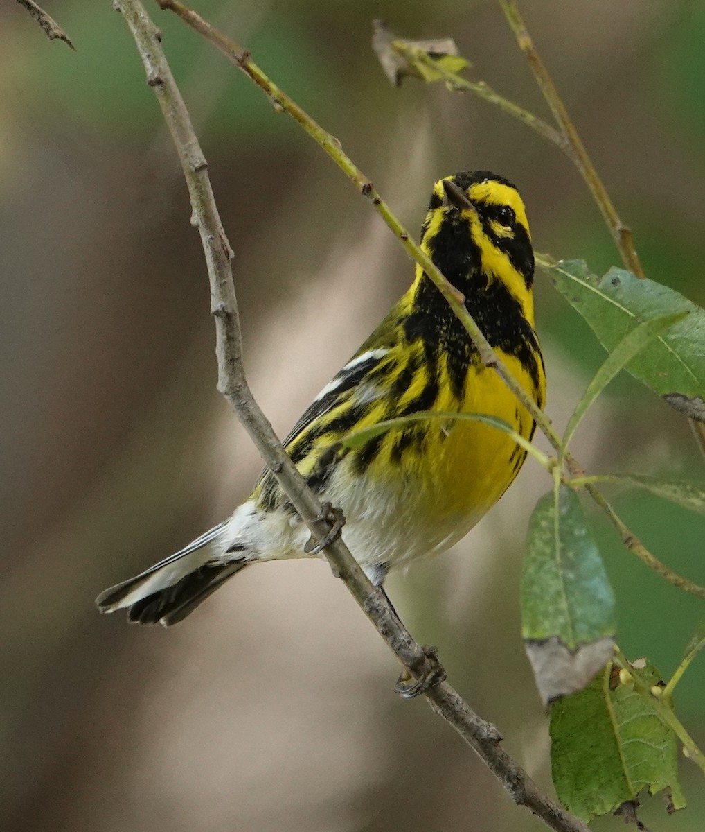 Townsend's Warbler - ML644673749